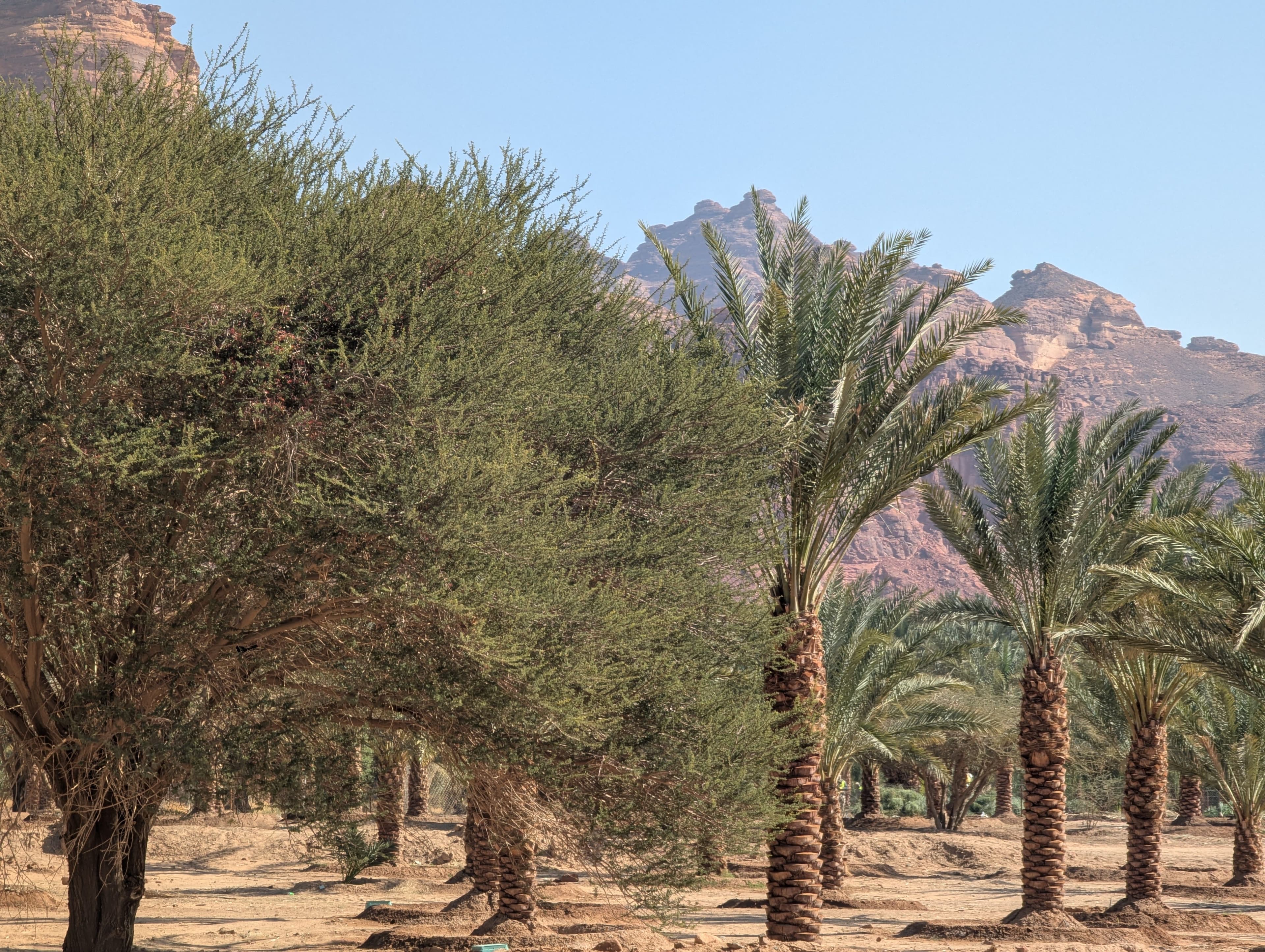 AlUla Oasis